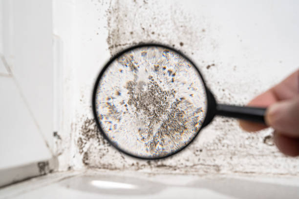 Willard, UT Mold Removal Company